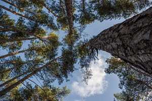 PINE TREES 