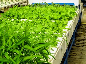 hydroponic garden